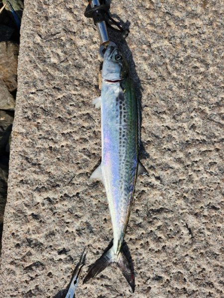 今日も何とか釣れた