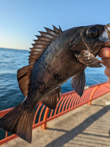 遠投カゴ釣りで真鯛狙い