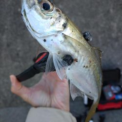 和歌山雑賀崎アジング