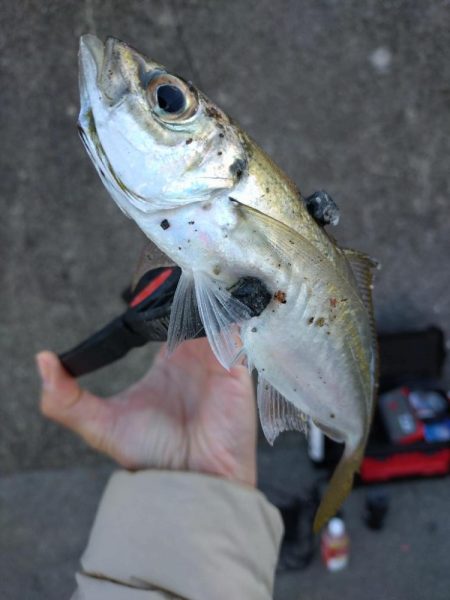 和歌山雑賀崎アジング