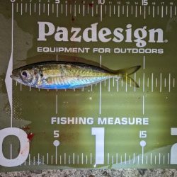 激渋、真夜中アジング