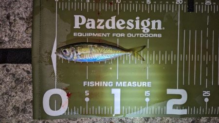 激渋、真夜中アジング