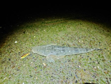 2024ファーストフィッシュ