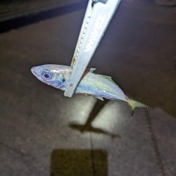 陸っぱり釣行記