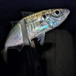 陸っぱり釣行記