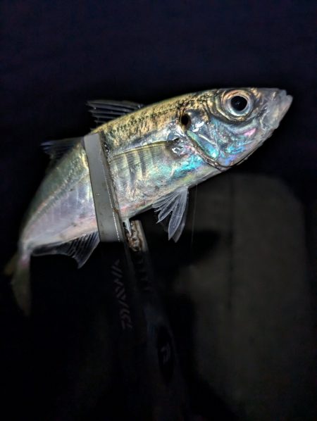 陸っぱり釣行記