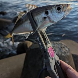 陸っぱり釣行記