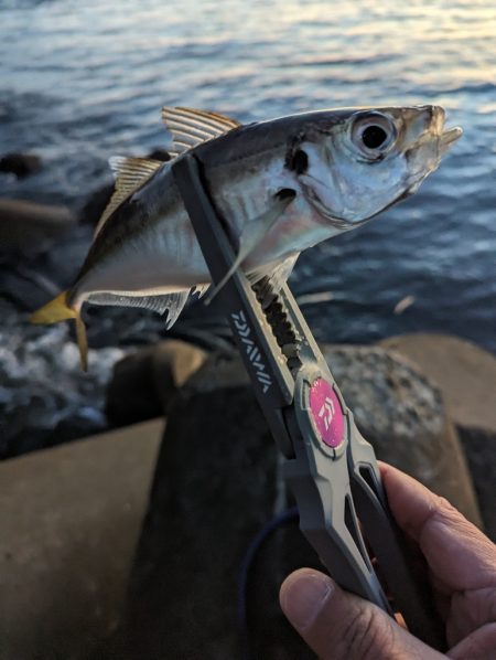 陸っぱり釣行記
