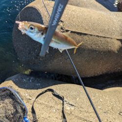 陸っぱり釣行記
