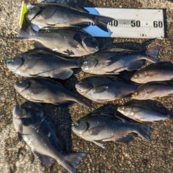 本州最南端串本での寒グレ