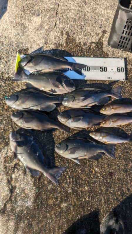 本州最南端串本での寒グレ