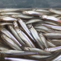 今年の初釣りワカサギ