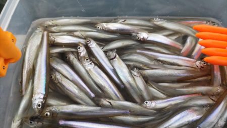 今年の初釣りワカサギ