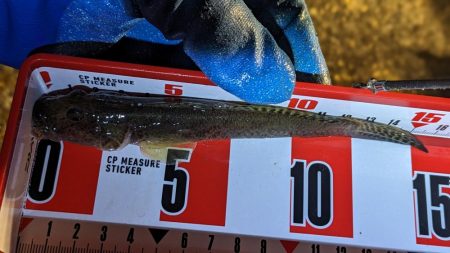 旧中川　落ちハゼ　夜釣り 初釣り