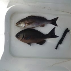 樫野でグレ釣り