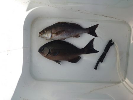 樫野でグレ釣り