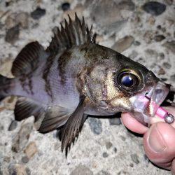 ライトゲーム初め