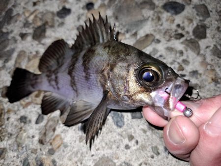 ライトゲーム初め