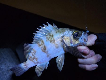 久々ライトゲーム(*^^*)