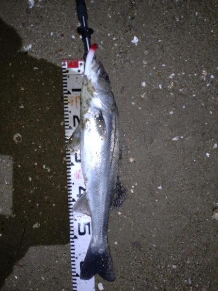 釣り初め(リベンジ)