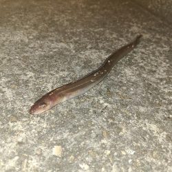 ガシラと穴子南港コスモスクエア　