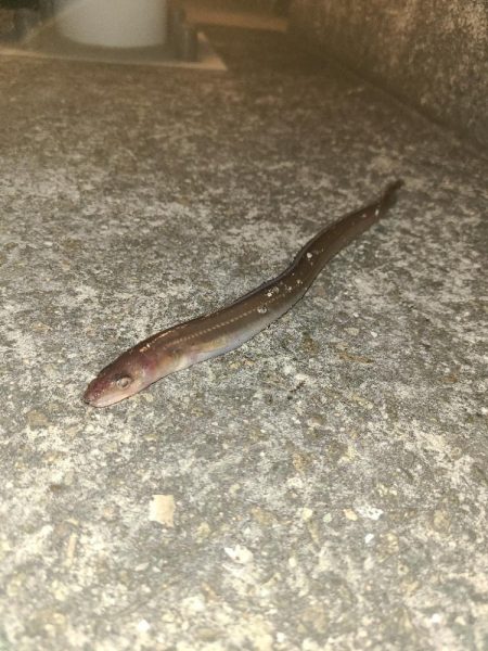 ガシラと穴子南港コスモスクエア　