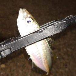 攻撃的アジングが好きですが何か？