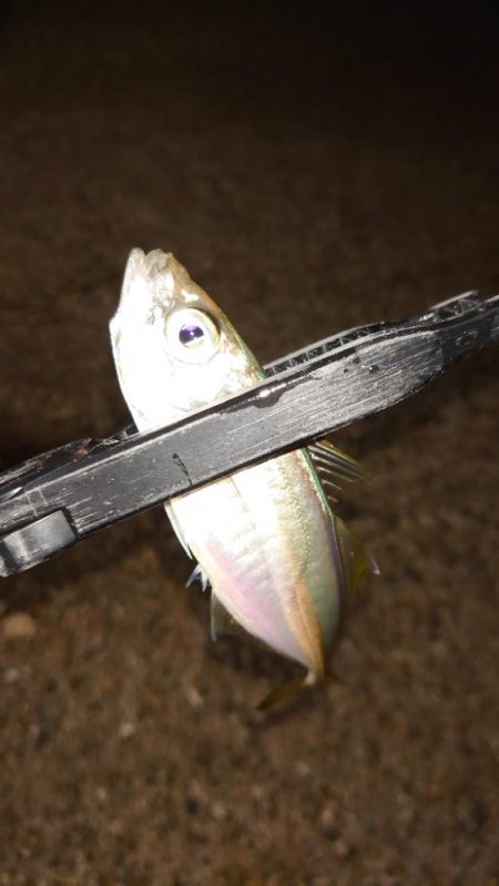 攻撃的アジングが好きですが何か？