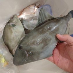 今年最初の船釣りウマズラリベンジ便！！