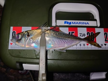 釣り初めアジング🎣