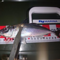 ライトゲーム🎣