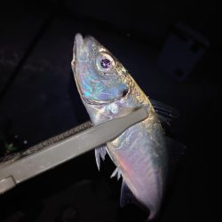 ジグ単アジング🎣