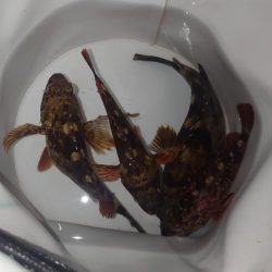 ボウズ続きなので魚に触れたい…