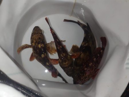 ボウズ続きなので魚に触れたい…