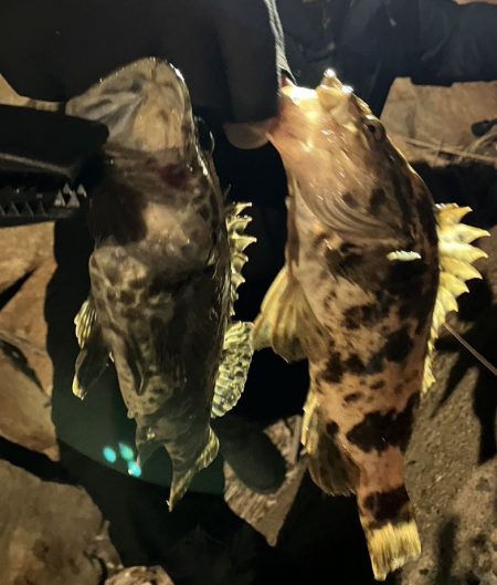 鯵道復活フィッシング