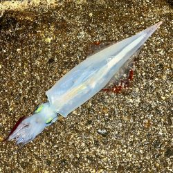 ヤリイカ1杯（お）