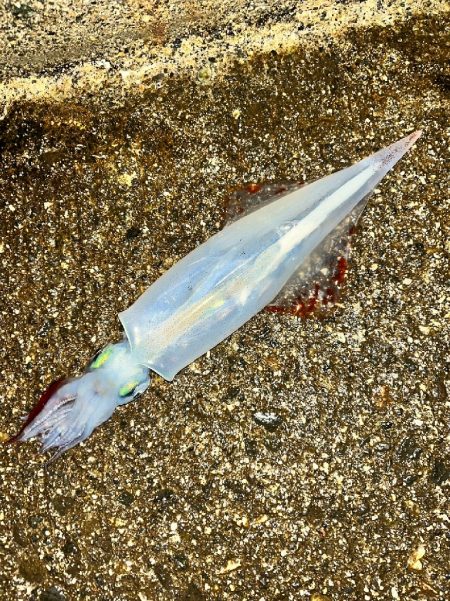 ヤリイカ1杯（お）