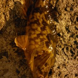 アジ探し@りんくう