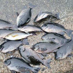 和歌山市江(吉丸渡船)で磯フカセ