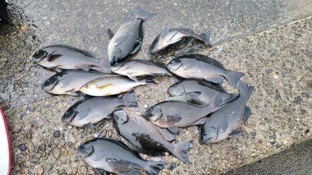 和歌山市江（吉丸渡船）で磯フカセ