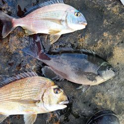 和歌山市江（吉丸渡船）でグレ釣り