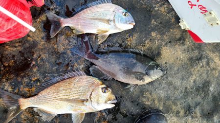 和歌山市江（吉丸渡船）でグレ釣り