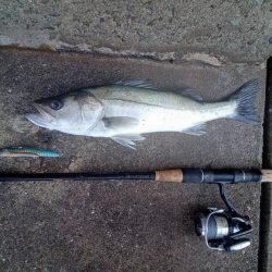 プチsalt water game