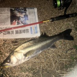 今季初シーバス