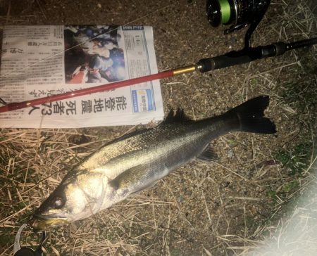 今季初シーバス