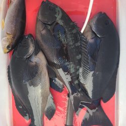和歌山市江(吉丸渡船)でグレ釣り