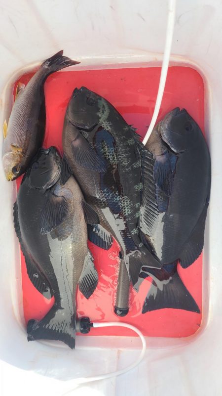 和歌山市江(吉丸渡船)でグレ釣り