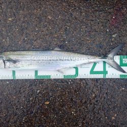 年明けからサゴシ