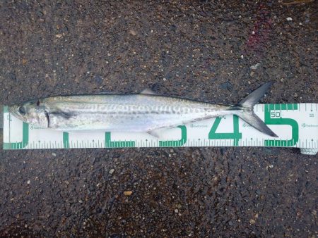 年明けからサゴシ