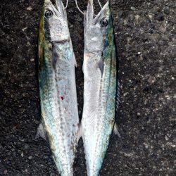 サゴシ減ってます。